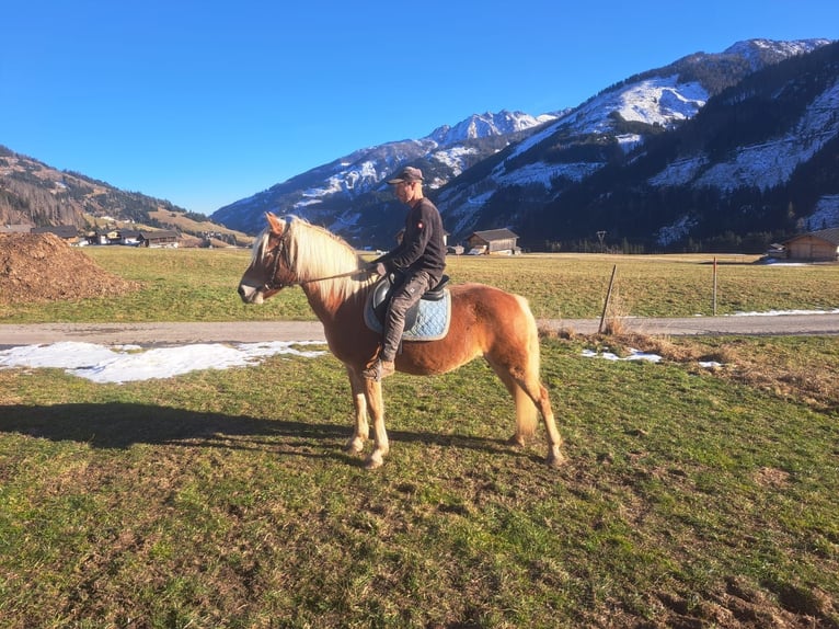Haflinger Mare 14 years in Obertilliach