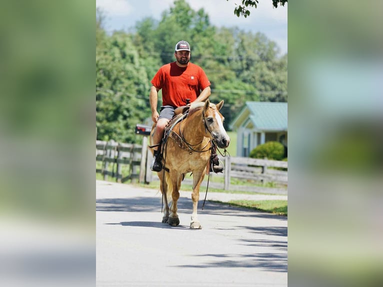 Haflinger Mare 14 years Palomino in Sonora