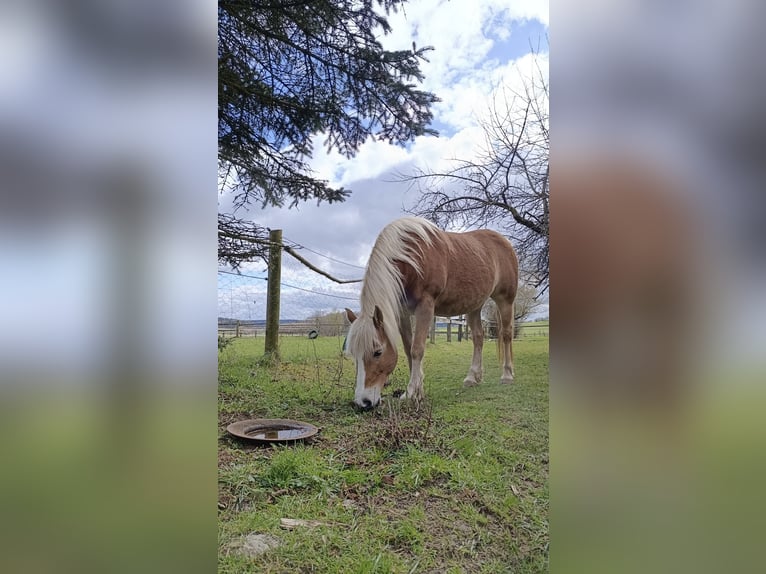 Haflinger Mare 15 years 13.2 hh Chestnut-Red in Berching