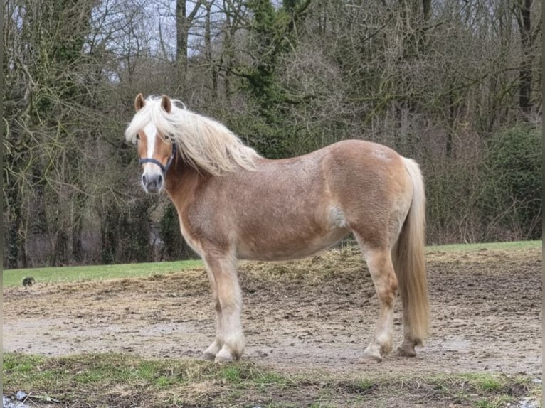 Haflinger Mare 15 years 14.1 hh Chestnut-Red in Bad Lippspringe