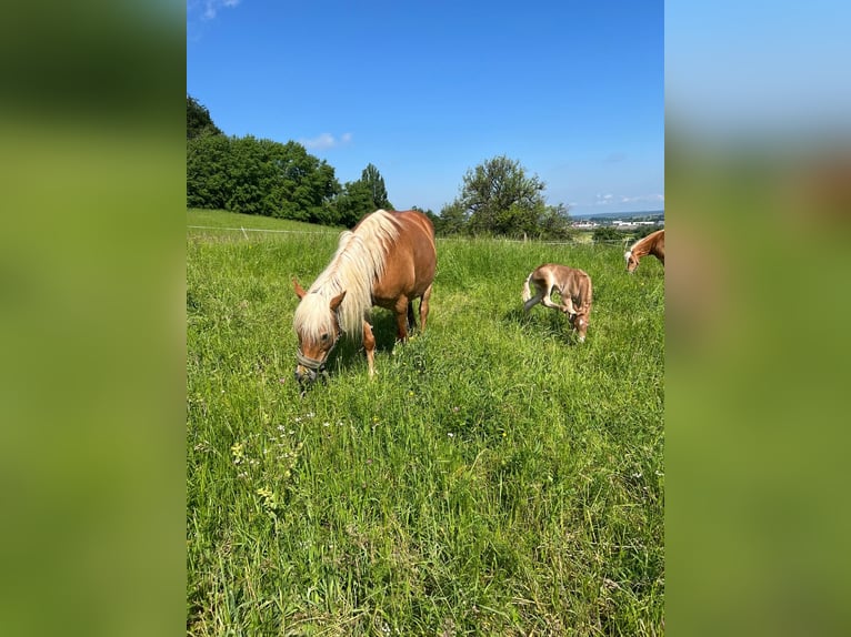 Haflinger Mare 15 years 14,2 hh Chestnut-Red in Kupferzell