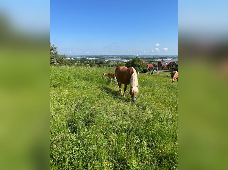 Haflinger Mare 15 years 14,2 hh Chestnut-Red in Kupferzell