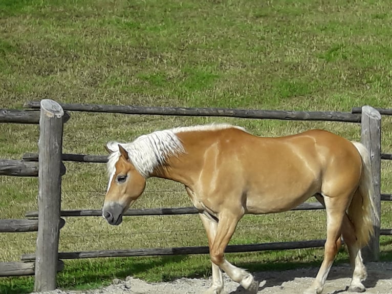 Haflinger Mare 15 years 14,2 hh Chestnut-Red in Nauders