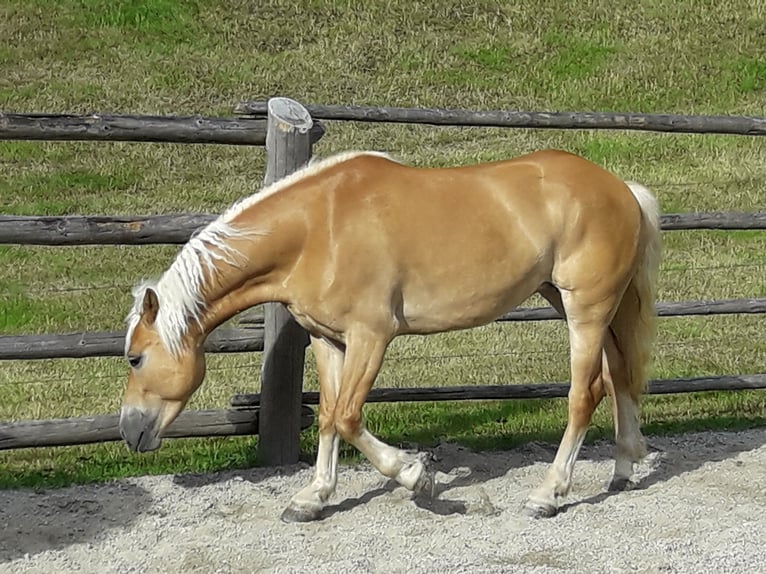 Haflinger Mare 15 years 14,2 hh Chestnut-Red in Nauders