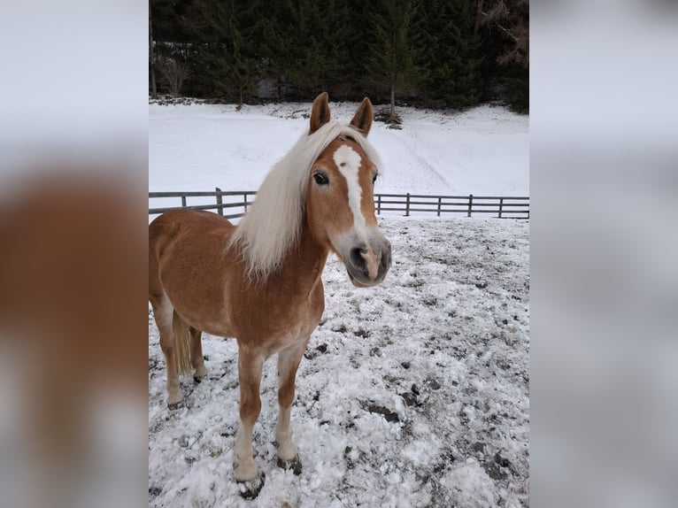 Haflinger Mare 15 years 14,2 hh Chestnut-Red in Nauders