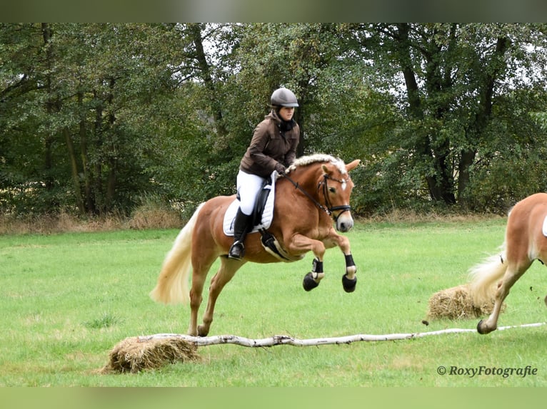 Haflinger Mare 15 years 14.3 hh Chestnut-Red in Falkenberg/Elster