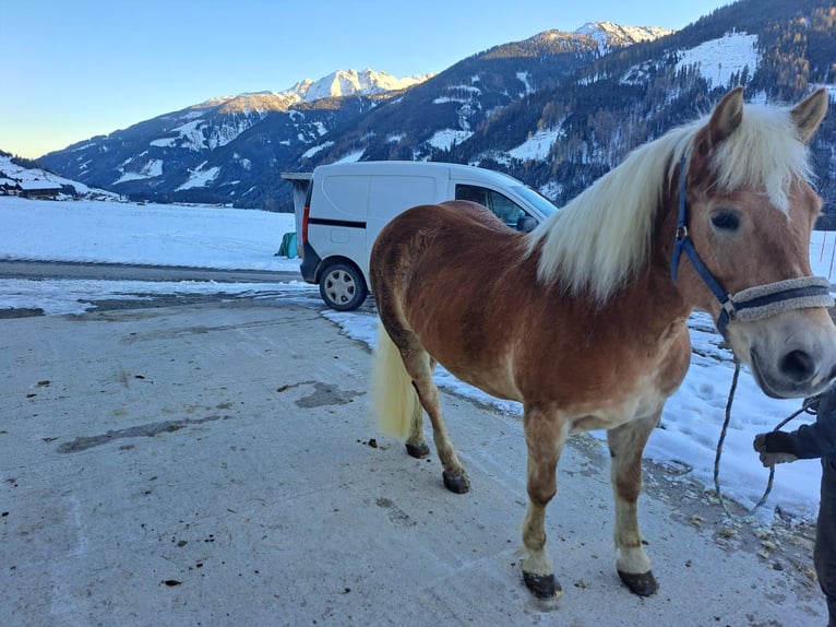 Haflinger Mare 15 years 14.3 hh  in Obertilliach