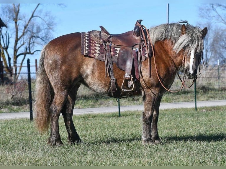 Haflinger Mare 15 years 14 hh Chestnut in Buffalo, MO