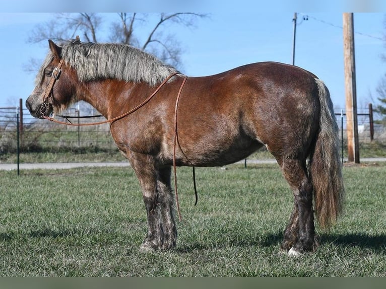 Haflinger Mare 15 years 14 hh Chestnut in Buffalo, MO