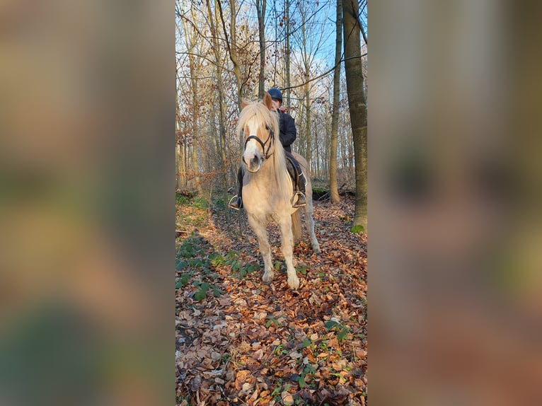 Haflinger Mix Mare 15 years 14 hh Dun in Timmendorfer Strand