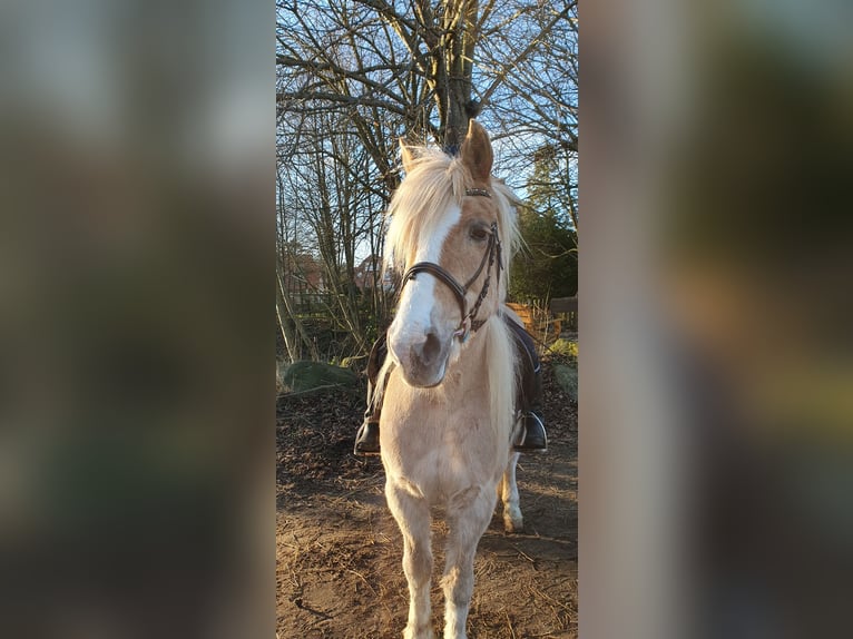 Haflinger Mix Mare 15 years 14 hh Dun in Timmendorfer Strand