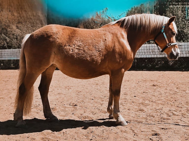 Haflinger Mare 15 years 14 hh  in Norderstedt