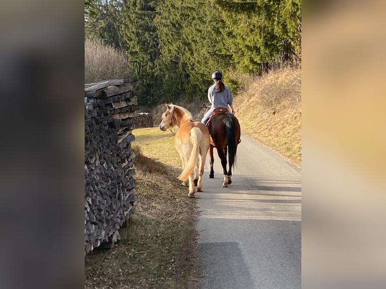 Haflinger Mare 15 years 14,1 hh Chestnut-Red in Loschberg