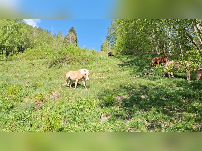 Haflinger Mare 15 years 14,1 hh in St. Georgen