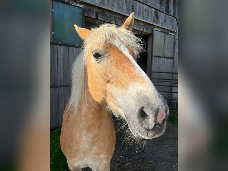Haflinger Mare 15 years 14,1 hh in St. Georgen