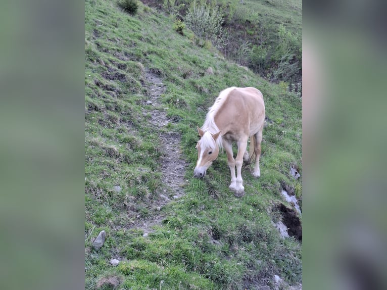 Haflinger Mare 15 years 14,1 hh in St. Georgen