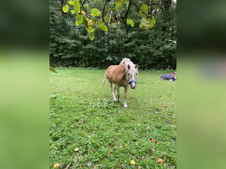 Haflinger Mare 15 years 14,2 hh Chestnut-Red in Bergkamen