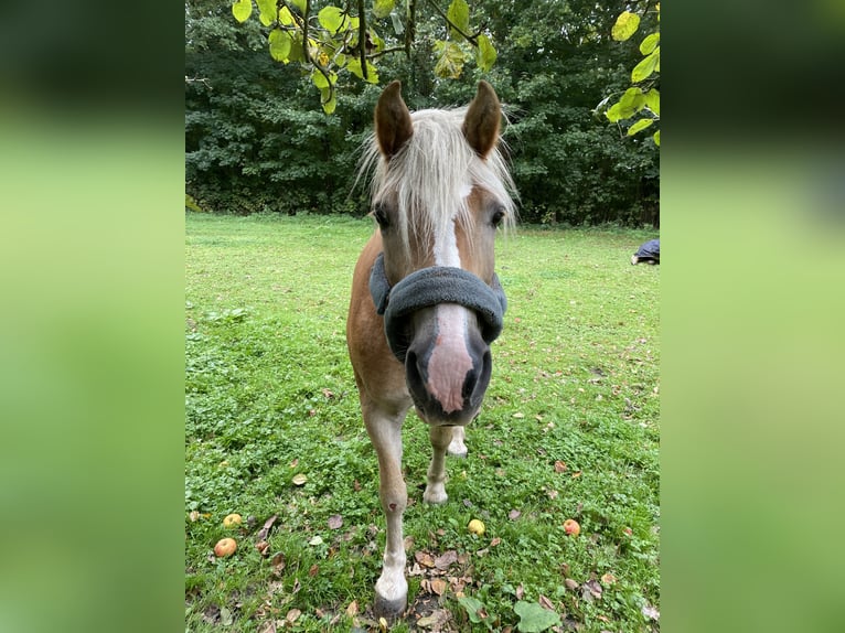 Haflinger Mare 15 years 14,2 hh Chestnut-Red in Bergkamen