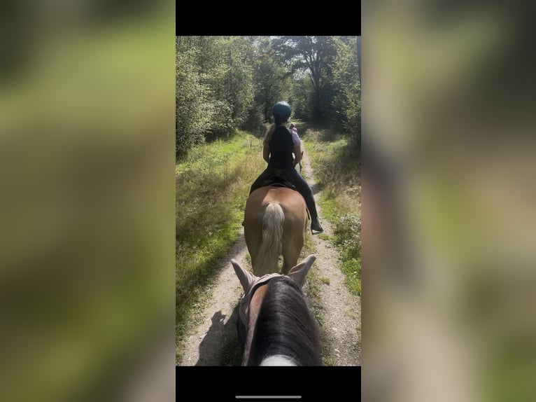 Haflinger Mix Mare 15 years 14,3 hh in Einhausen