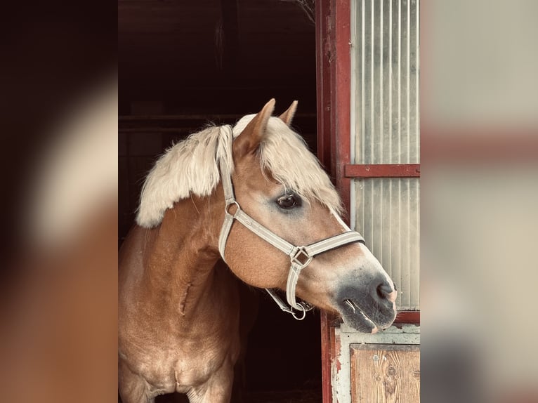 Haflinger Mare 15 years 15,1 hh Chestnut-Red in Laa an der Thaya