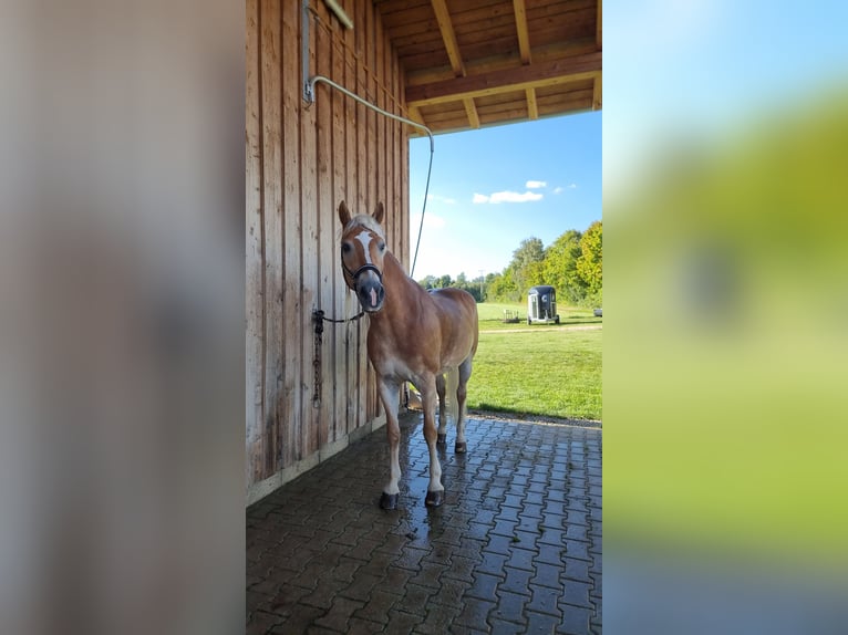 Haflinger Mare 15 years 15 hh Chestnut-Red in Cham