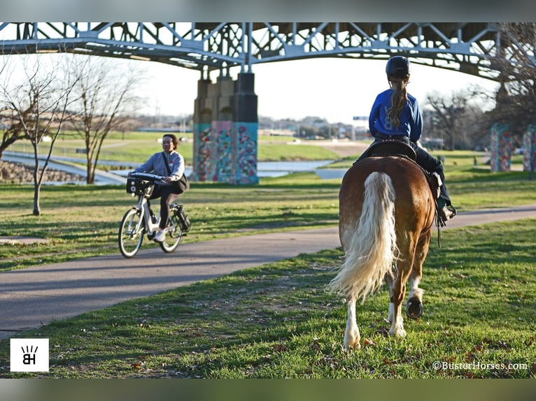 Haflinger Mare 15 years Sorrel in Weatherford TX