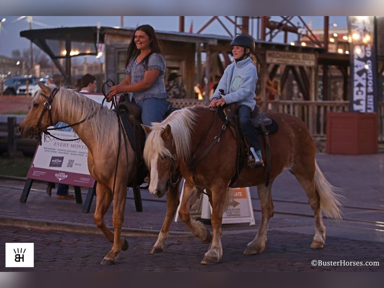 Haflinger Mare 15 years Sorrel in Weatherford TX