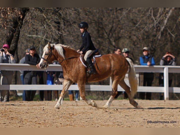 Haflinger Mare 15 years Sorrel in Weatherford TX