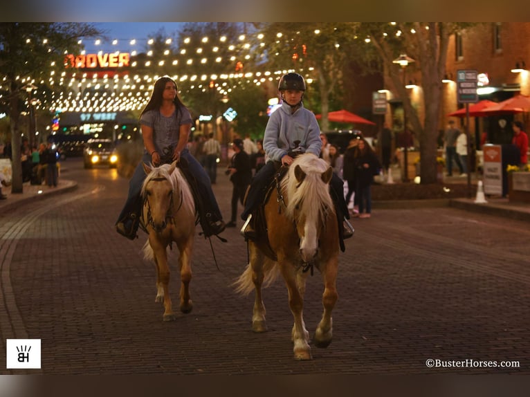 Haflinger Mare 15 years Sorrel in Weatherford TX