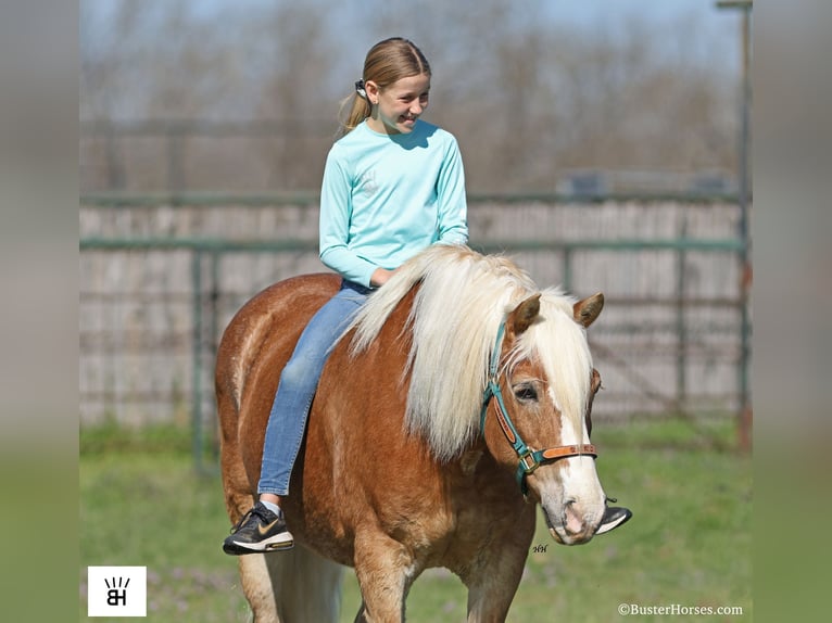 Haflinger Mare 15 years Sorrel in Weatherford TX