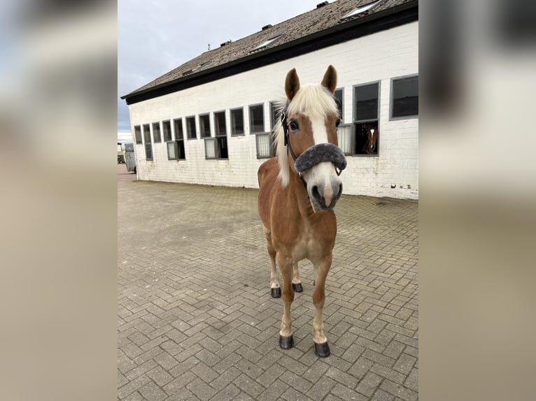 Haflinger Mare 16 years 13,2 hh Chestnut-Red in Melle