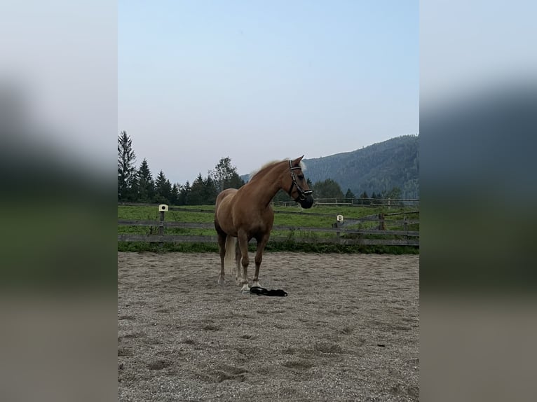 Haflinger Mare 16 years 13,3 hh Chestnut-Red in Gams bei Hieflau