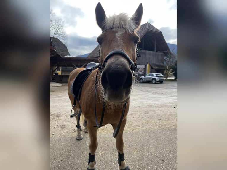 Haflinger Mare 16 years 13,3 hh Chestnut-Red in Gams bei Hieflau