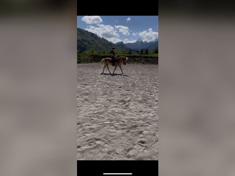 Haflinger Mare 16 years 13,3 hh Chestnut-Red in Gams bei Hieflau