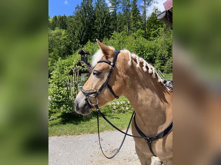 Haflinger Mare 16 years 13,3 hh Chestnut-Red in Gams bei Hieflau