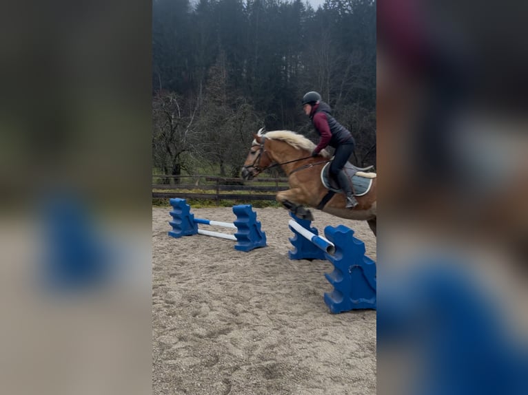 Haflinger Mare 16 years 13,3 hh Chestnut-Red in Gams bei Hieflau