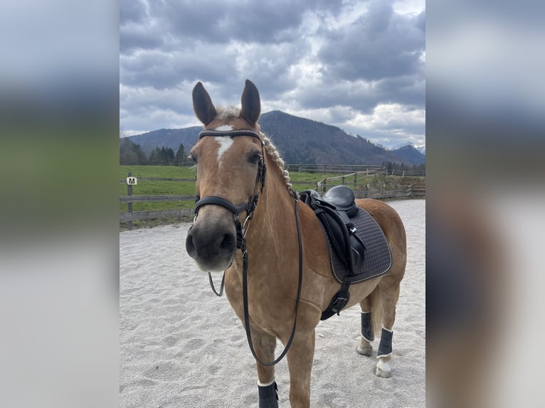 Haflinger Mare 16 years 13,3 hh Chestnut-Red in Gams bei Hieflau
