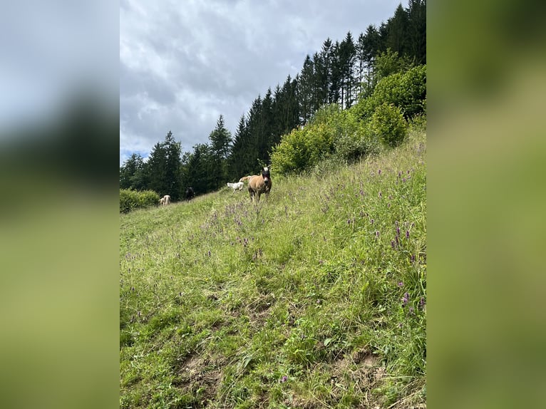 Haflinger Mare 16 years 13,3 hh Chestnut-Red in Gams bei Hieflau