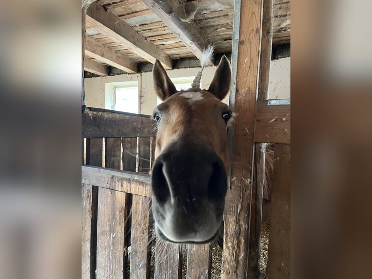Haflinger Mare 16 years 13,3 hh Chestnut-Red in Gams bei Hieflau