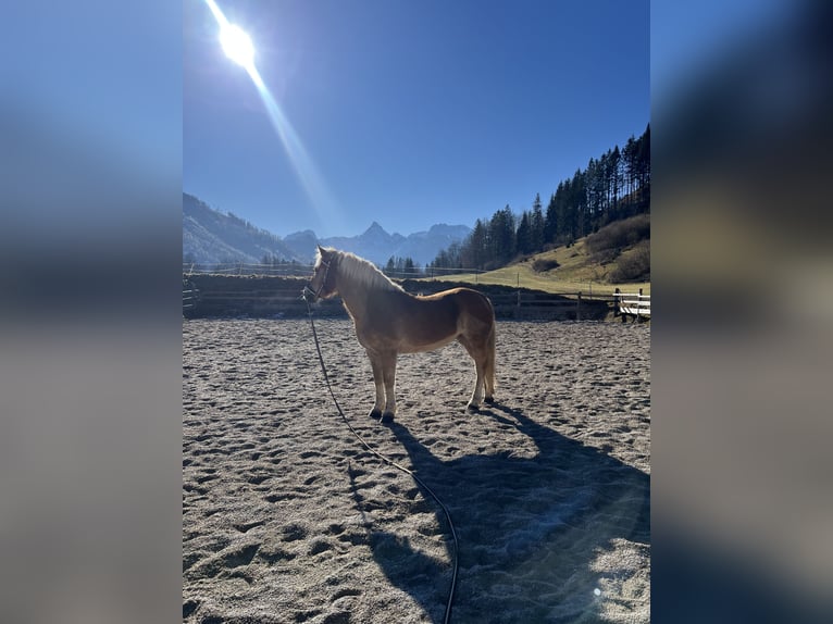 Haflinger Mare 16 years 13,3 hh Chestnut-Red in Gams bei Hieflau