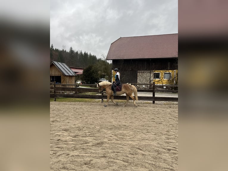 Haflinger Mare 16 years 13,3 hh Chestnut-Red in Gams bei Hieflau