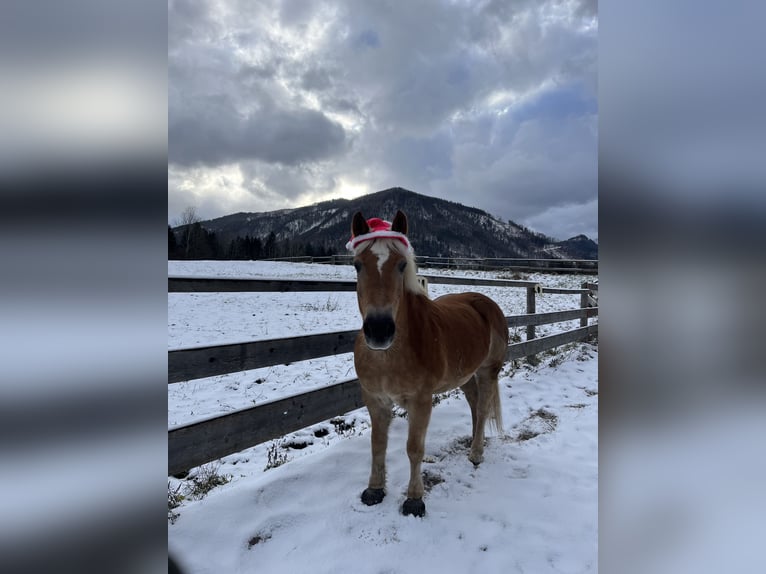 Haflinger Mare 16 years 13,3 hh Chestnut-Red in Gams bei Hieflau