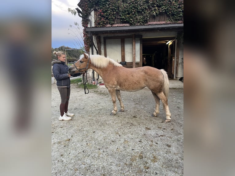 Haflinger Mare 16 years 13,3 hh Chestnut-Red in Gams bei Hieflau