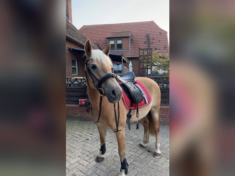Haflinger Mix Mare 16 years 13,3 hh in Oyten