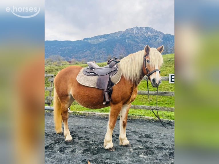 Haflinger Mare 16 years 14.2 hh Champagne in St. Stefan Im Gailtal