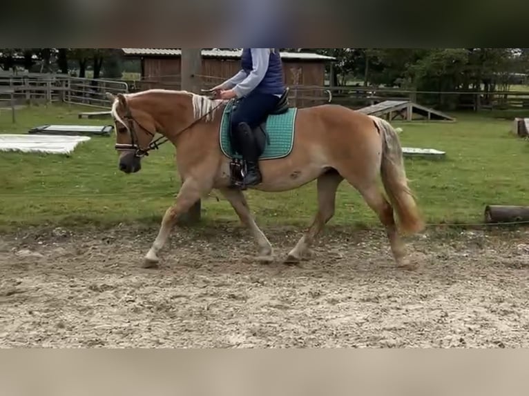 Haflinger Mare 16 years 14.2 hh Chestnut-Red in Westerstede