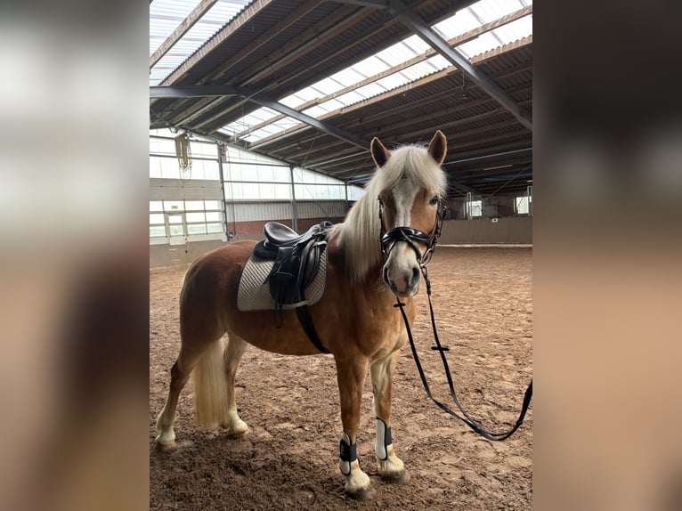 Haflinger Mare 16 years 14.2 hh  in Friesoythe