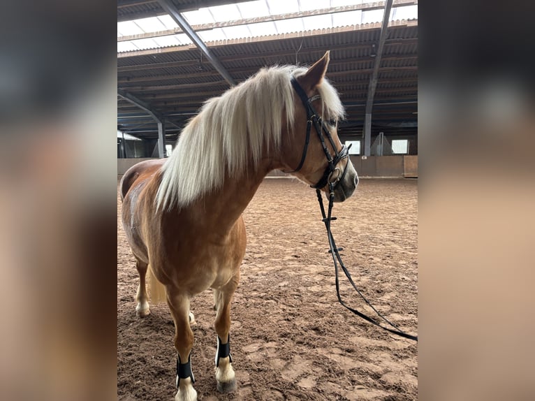 Haflinger Mare 16 years 14.2 hh  in Friesoythe