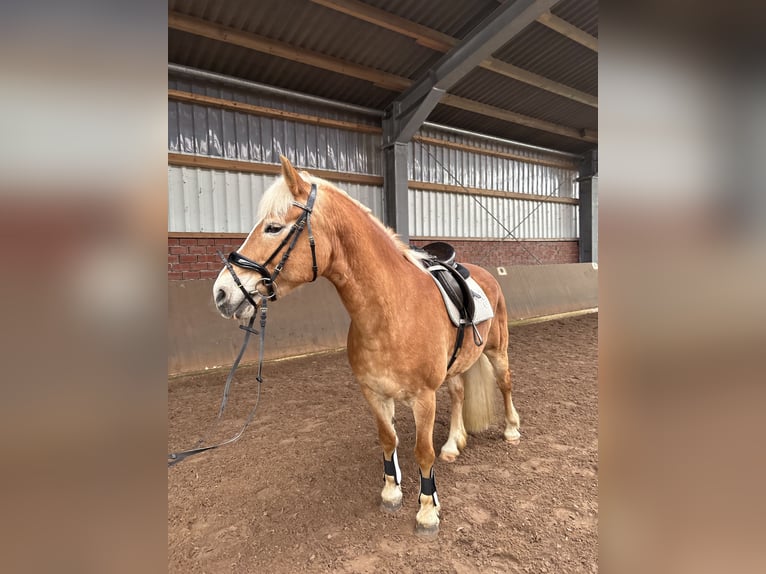 Haflinger Mare 16 years 14.2 hh  in Friesoythe