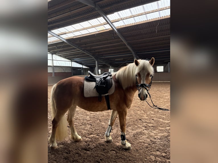 Haflinger Mare 16 years 14.2 hh  in Friesoythe